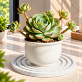 Diatomite Stone Plant Coaster, Set of 2