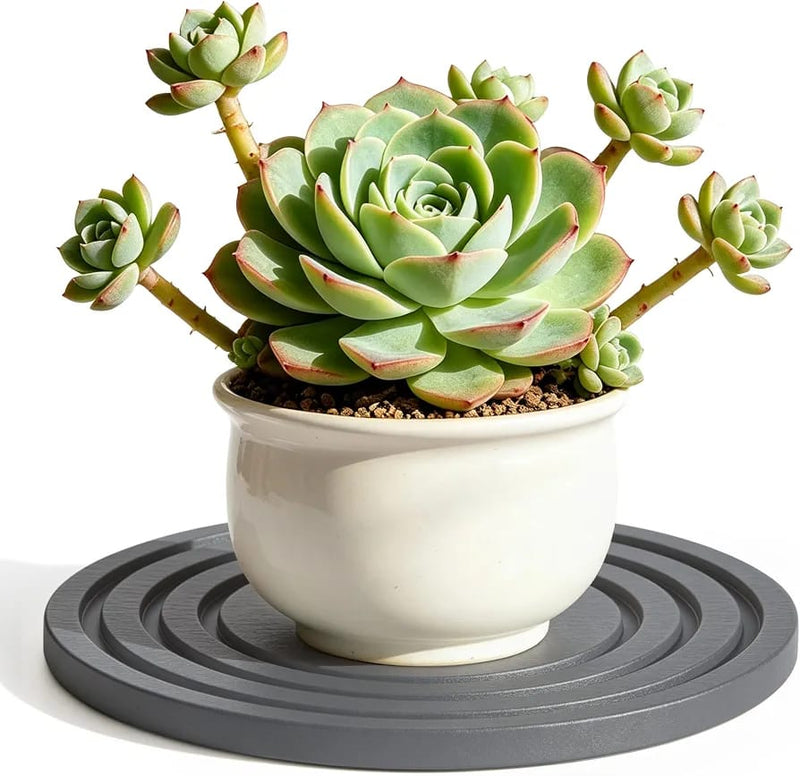 Diatomite Stone Plant Coaster, Set of 2