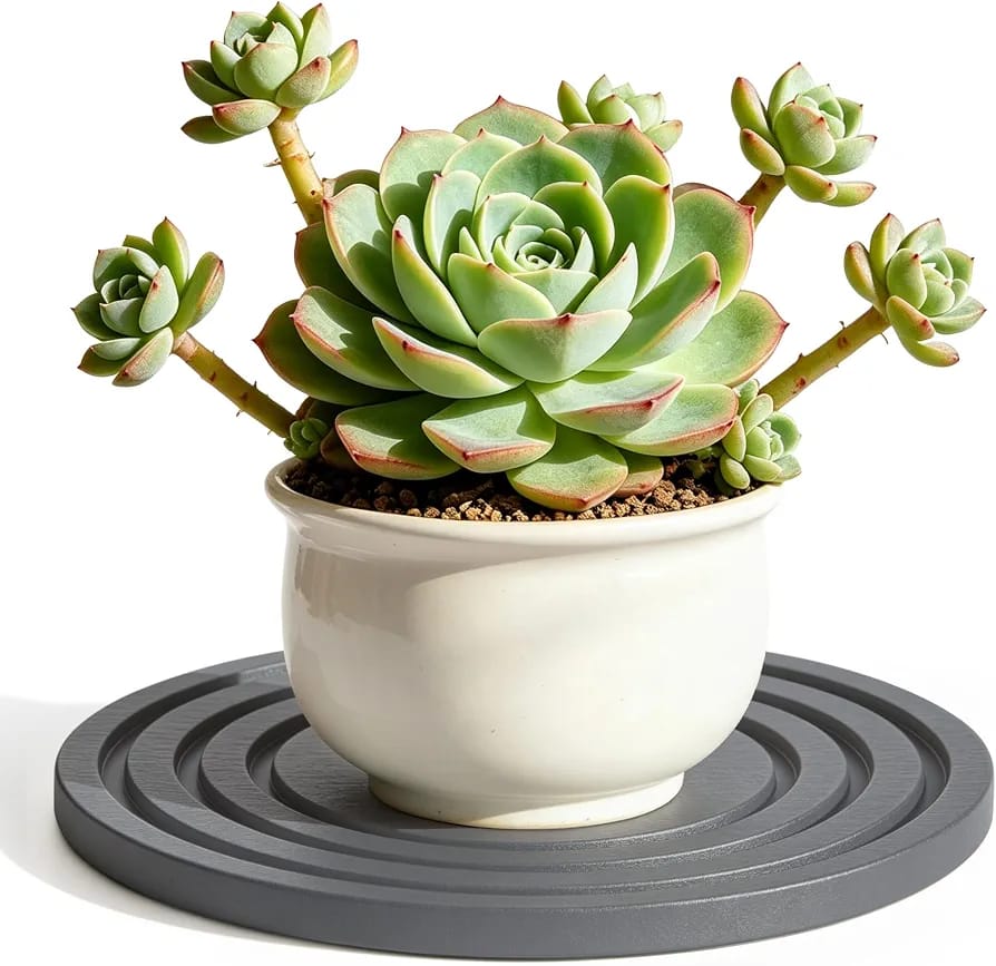 Diatomite Stone Plant Coaster, Set of 2