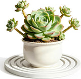 Diatomite Stone Plant Coaster, Set of 2